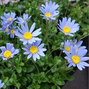 des asters du Cap bleues