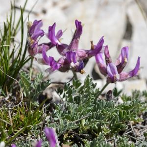 des astragales à calice renflés en vessie