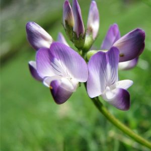 les astragales des Alpes violettes