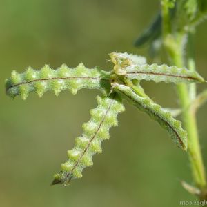 Des astragales double-scie vertes