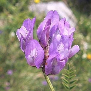 l'astragale du Danemark violette