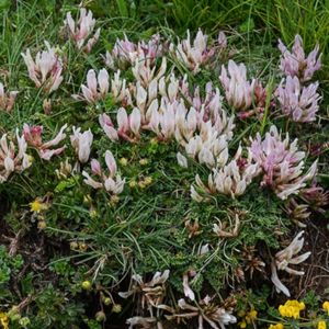 des astragales du Gypse blanches aux nuances de roses