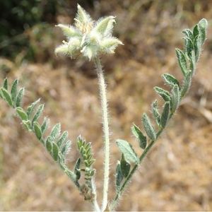 l'astragale en étoile blanche