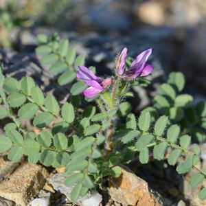 l'astragale en longue dent violette