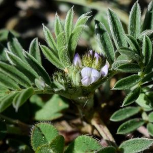 des astragales épiglotte blanches aux feuilles vertes