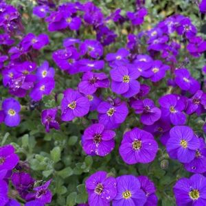 des aubriètes violettes