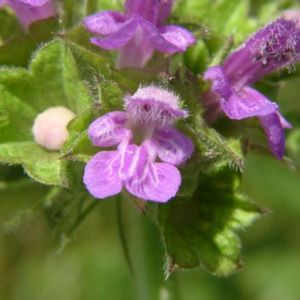 des ballotes violettes