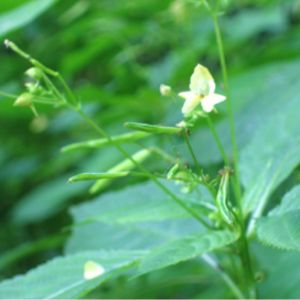 la balsamine à petites fleurs blanche