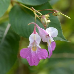 des balsamines de Balfour mauves