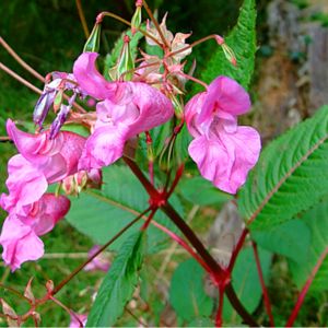 des balsamines de l'Himalaya roses