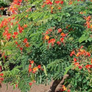 des baraguettes rouges aux nuances d'oranges