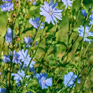 des barbes de capucin bleues