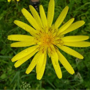 la barbiche jaune