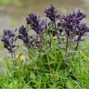 les bartisies des Alpes violettes