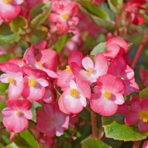 des bégonias roses