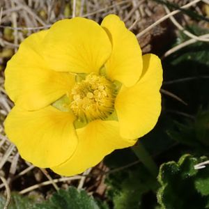 La benoîte des montagnes jaune