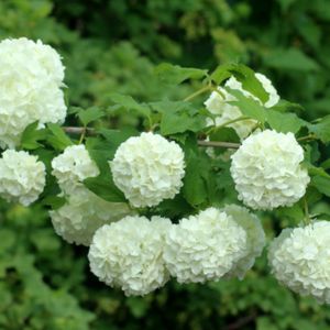 Les boules de neige blanches