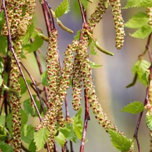 Les bouleaux jaunes aux nuances de marrons