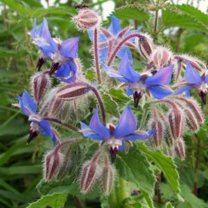 Des bourraches officinales bleues