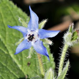 La bourrache bleue