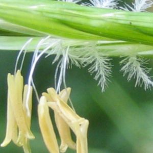 Des brachypodes des bois jaunes aux nuances de blancs