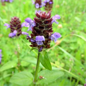 les brunelles violettes