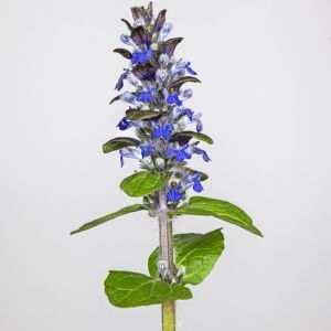 La bugle bleue aux nuances de violets