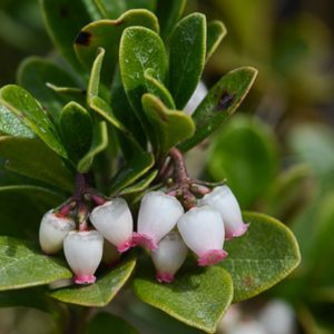 des busseroles blanches aux nuances de roses