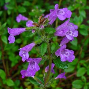 Les calaments des Alpes violets