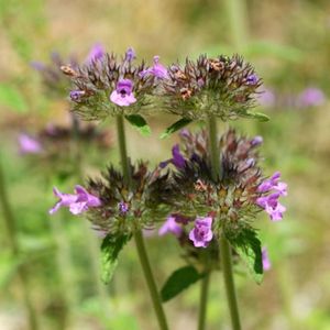 les calaments vulgaires violets