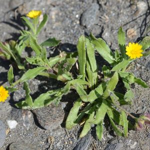 les calendulas à fruits à trois ailes jaunes