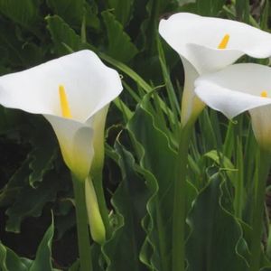 les callas blanches