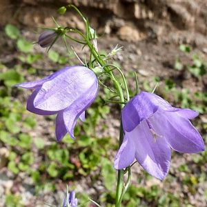 des campanules à feuilles rondes violettes