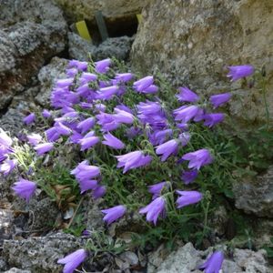 des campanules de Jaubert violettes