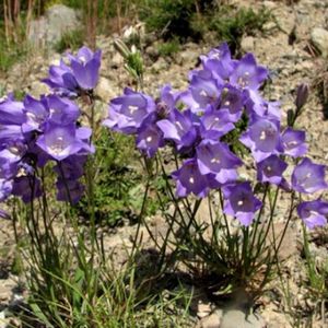 des campanules de Scheuchzer violettes