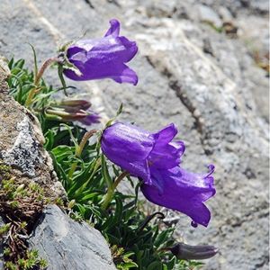 les campanules des Alpes violettes