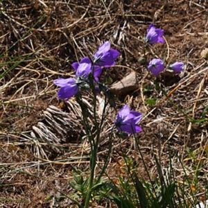 Des campanules dressées violettes