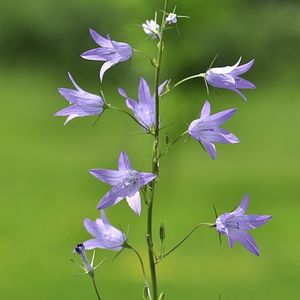 les campanules étalées violettes