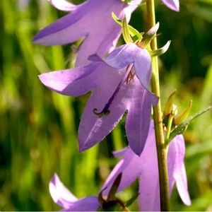 des campanules fausse-raiponce violettes