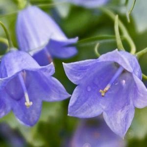 des campanules fluettes violettes