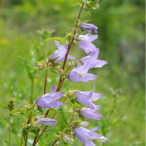 des campanules gantelées violettes