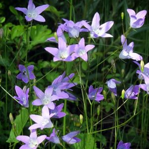 des campanules raiponces violettes