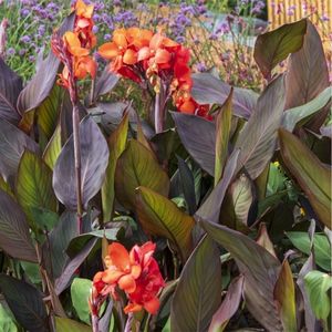 des cannas rouges aux nuances de l'orange 