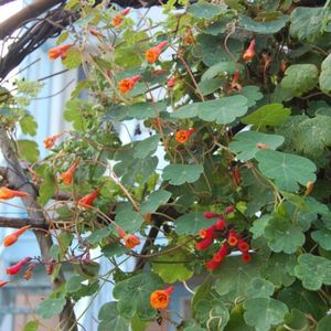 des capucines tubéreuses rouges aux nuances d'orange