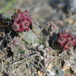 les carallumas d'Europe marrons