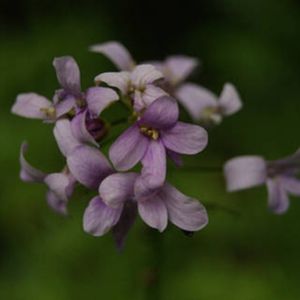 la cardamine à bulbilles violette