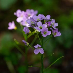 la cardamine à feuilles de radis violette