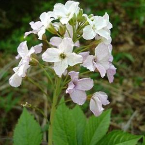 les cardamines à sept feuilles blanches 