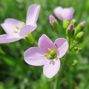 les cardamines des près mauves