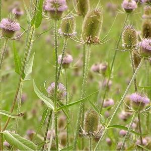 les cardères sauvages mauves